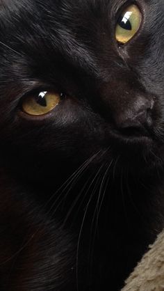 a close up of a black cat with yellow eyes