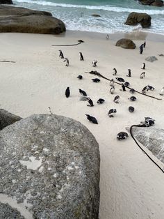 many birds are standing on the sand near the water and rocks in front of the ocean