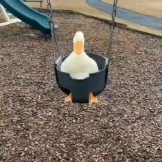 a duck is sitting on a swing at the park and it looks like he's going to fall