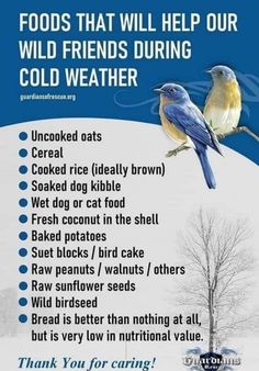 a blue bird sitting on top of a snow covered hill next to a tree with the words, foods that will help our wild friends during cold weather