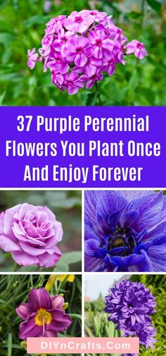 purple flowers with the words 37 purple perennial flowers you plant one and enjoy forever on it