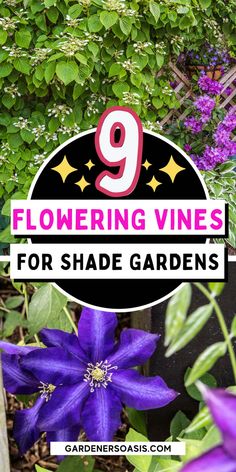 Flowering Vines For Shade (9 Perennial Climbers That Won't Take Over Your Garden) Fast Growing Climbers, Fast Growing Vines