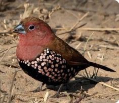 a red and black bird standing on top of dry grass next to dried up plants