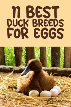 a duck laying on top of some eggs in the hay with text overlay that reads 11 best duck breeds for eggs