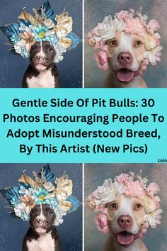 #BEAUTY, #RELATIONSHIPS #Fashion #Animals #Outfits #Winter Outfits #Animals Pet Wellness, Diy Recipes, Pit Bulls, Travel Fashion, Work Humor, Photography Projects, Floral Crown, Funny Pins, Funny Art