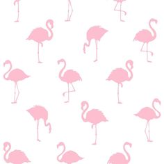 pink flamingos on white background for wallpaper