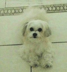 a small white dog sitting on top of a tile floor