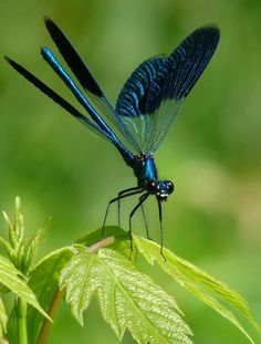 a blue dragonfly sitting on top of a green leaf