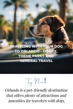 a dog sitting in the drivers seat of a car, with text overlaying that reads traveling with your dog to orlando - disneyland, theme parks and general travel