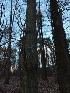 an eye drawn in the bark of a tree