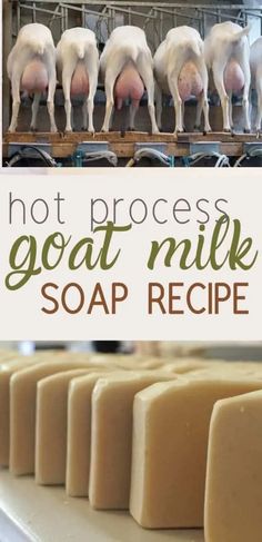 goat milk soap recipe with pictures of goats in the background and text overlay that reads, hot process goat milk soap recipe