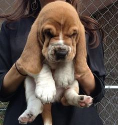 a woman holding a puppy in her arms