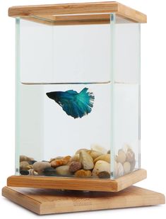 a fish in a glass container with rocks and wood base on a white background,