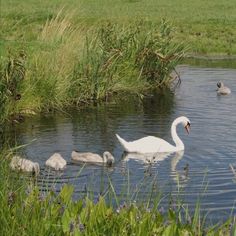 swans and cows are swimming in the water