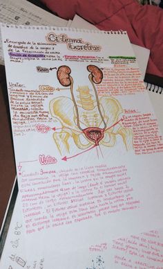 a hand drawn diagram of the circum and surrounding muscles on a piece of paper