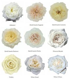 different types of flowers with names on them