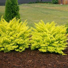 some very pretty yellow bushes in the grass