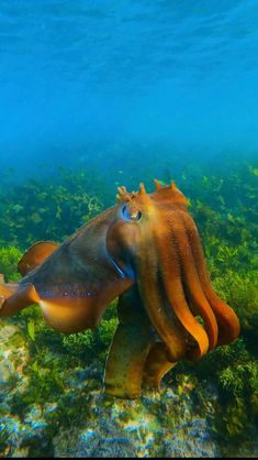 an octopus is swimming in the water