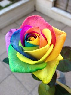 a multicolored rose with green leaves in the foreground