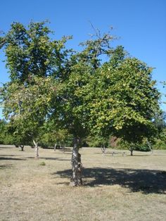 two people standing under a large tree in the middle of a field