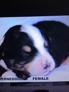 a small black and white dog laying on top of a bed next to a computer screen