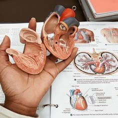 a human hand is holding a model of the heart and lungs in front of an open textbook