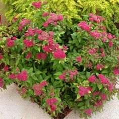 pink and yellow flowers are blooming in the corner of a garden area next to green plants