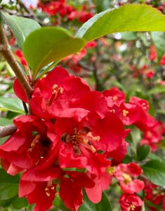 red flowers are blooming on the tree