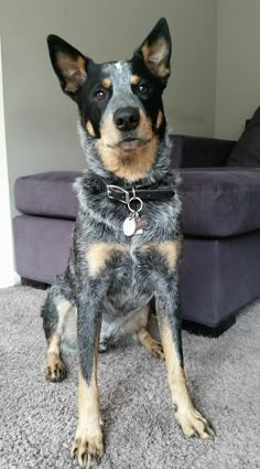 a black and brown dog sitting on top of a carpeted floor next to a purple couch