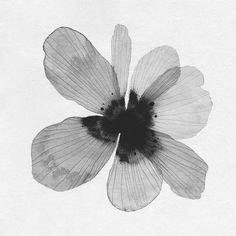 a black and white photo of a flower on a sheet of paper with watercolor ink