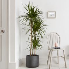 a potted plant sitting next to a white chair