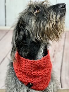 a gray dog wearing a red knitted collar on a wooden floor with a white wall in the background