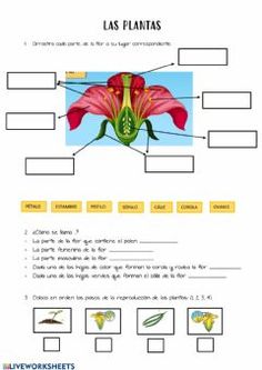 an image of a flower that is labeled in the spanish language, with pictures on it