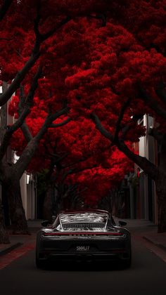 4k Resolution Porsuche GT3 car, wallpaper in red trees Porsche Car Wallpaper, Red Trees, Porsche Car, Cars Wallpapers, Car Wallpaper, Red Tree, Porsche Cars, Car Wallpapers, Cool Cars