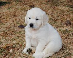 a white puppy is sitting in the grass