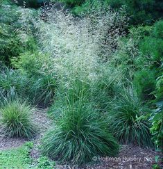 some very pretty green plants in the grass