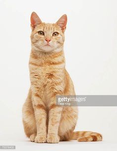 an orange tabby cat sitting on the floor