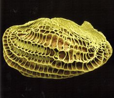 an image of a piece of food on a black background