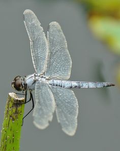 a dragonfly sitting on top of a green plant