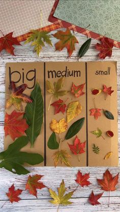 leaves sorting and identification activity for the big medium sized leaf size book, by person