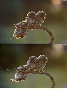 two owls sitting on top of a tree branch