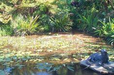 an animal is sitting on a rock in the middle of a pond with lily pads