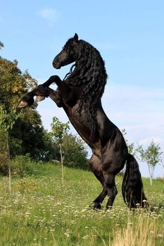 a large black horse standing on its hind legs in the middle of a grassy field