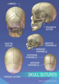 an image of the human skull with different bones and their corresponding parts labeled in english