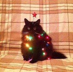 a black cat sitting on top of a couch with christmas lights around it's neck