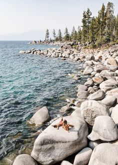 two starfishs are laying on the rocks by the water's edge, with pine trees in the background