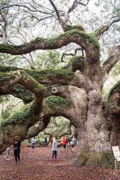 people are standing under an old tree in the forest with moss growing on it's branches