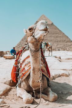 a camel sitting in front of the pyramids