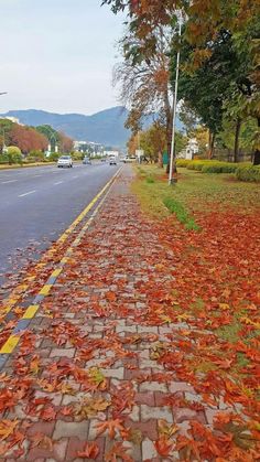 an empty street with red leaves on the ground and trees lining the side of the road