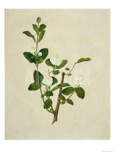 Chinese Botanical Illustration of an Arabian Jasmine Giclee Print at Art.com Jasmine Painting, Mogra Flower, Jasmine Tattoo, Canton China, Arabian Jasmine, Book Illustration Layout, Watercolour And Ink, Pink Wallpaper Girly, Watercolor Tulips